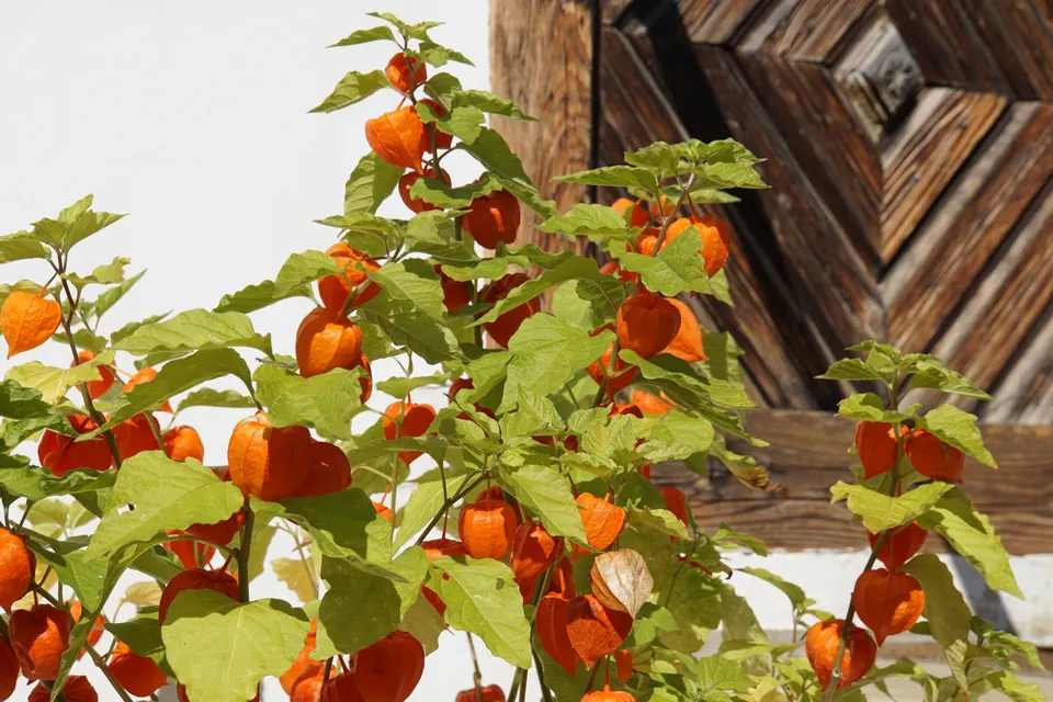 Lampionblumen vor dem Blockbau