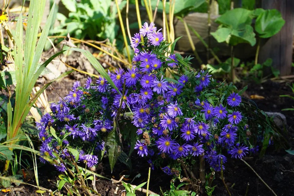 Blumen im Bauerngartl