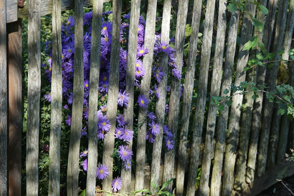 Astern am Zaun