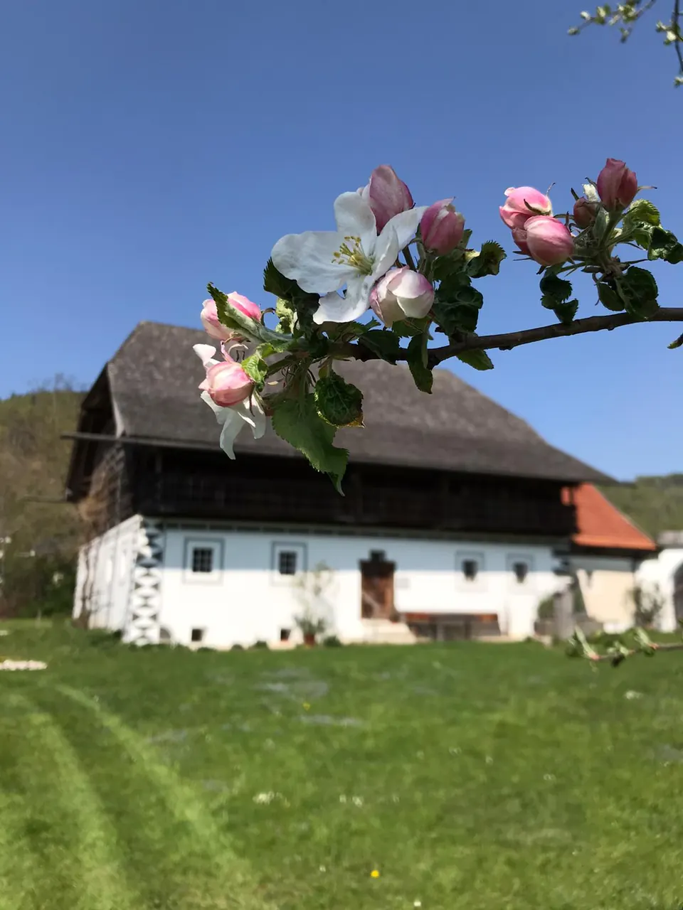 Apple blossom in front of the Eggerhaus
